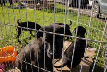 Sete cães são adotados na Festa Cãonina na Rural