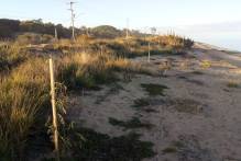 Prefeitura amplia arborização entre a Mata do Totó e a Z3