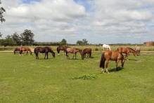 Hospedaria dispõe de 11 equinos para doação