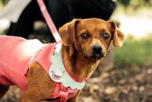 Campanha do Agasalho arrecada doações para animais do Canil Municipal