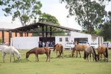 Hospedaria tem nove equinos para doação
