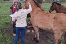 Prefeitura vistoria cavalos doados pela Hospedaria de Grandes Animais