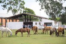 Interessados podem receber equinos doados pela Prefeitura