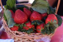 Morada do Sol passa por ajustes finais para a Festa do Morango