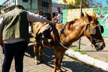 Prefeitura realiza mais uma operação contra maus-tratos a cavalos