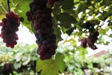 SDR participa de Dia de Campo sobre Viticultura