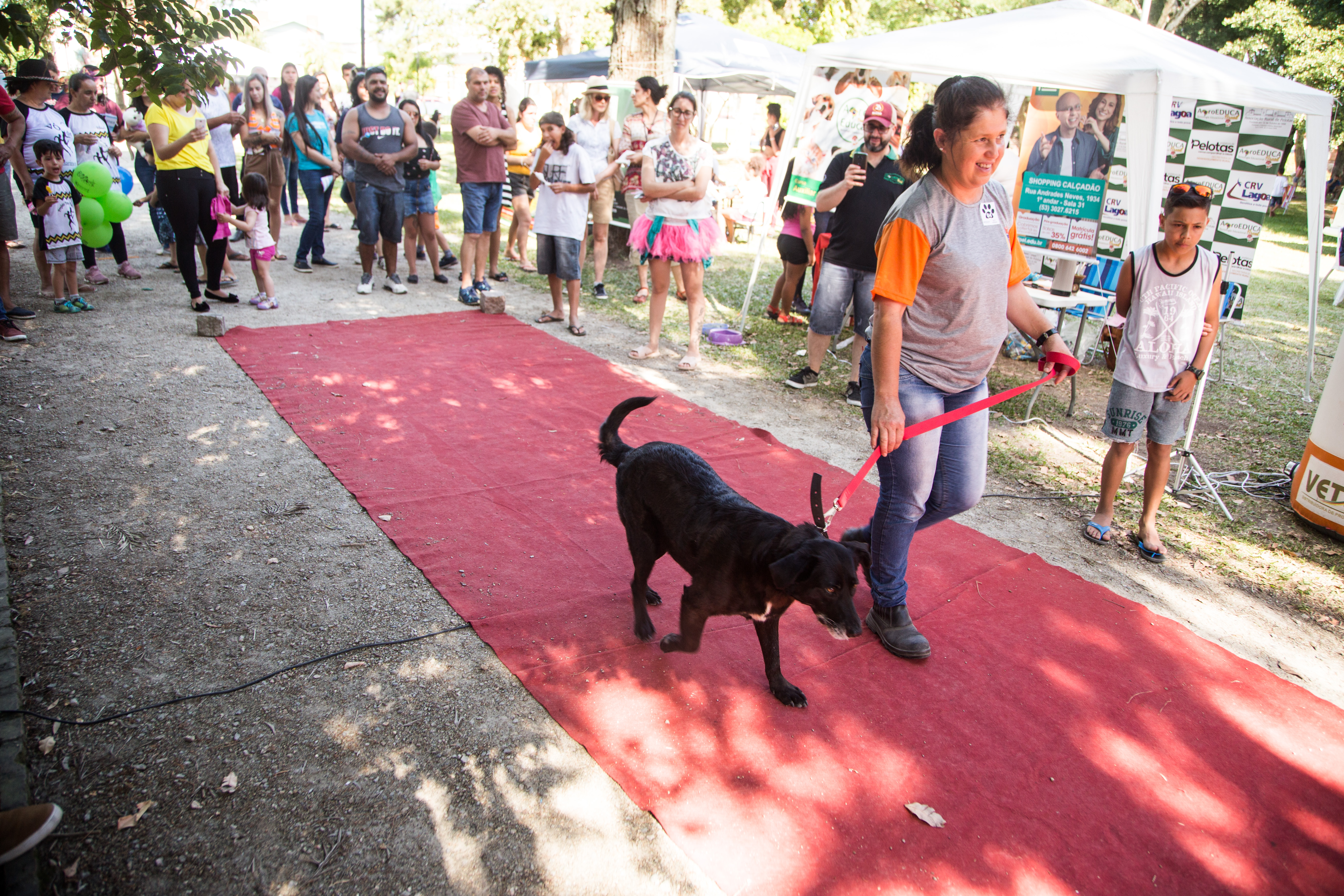 Sessenta e cinco cachorros estão aptos a adoção no Canil Municipal