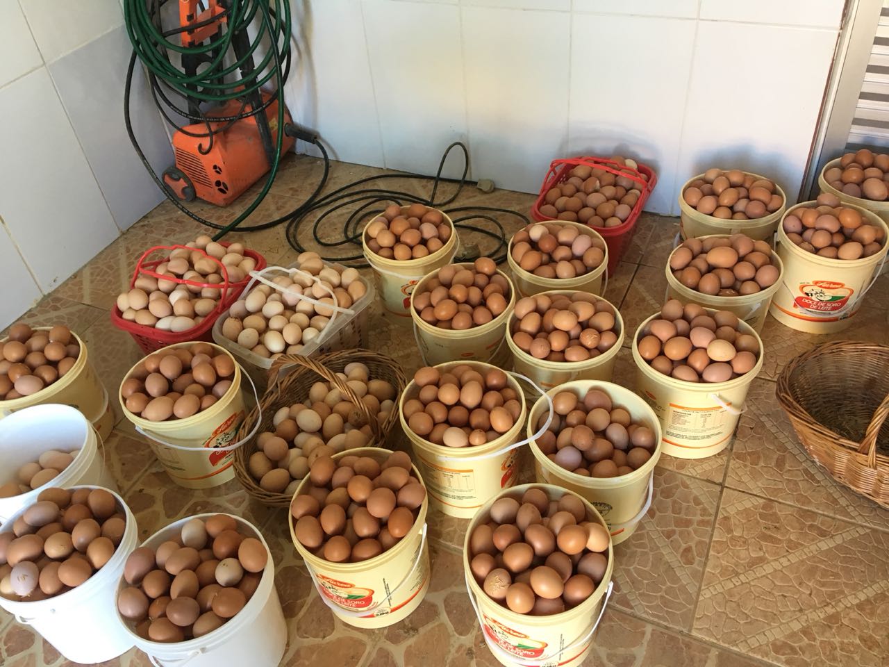 Produção de ovos chega a 18 mil unidades por dia