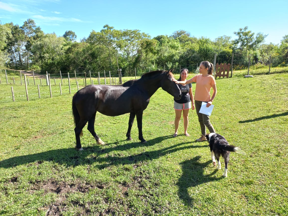 Animais estão na Hospedaria à disposição de interessados. É preciso ser produtor rural para adotar um cavalo