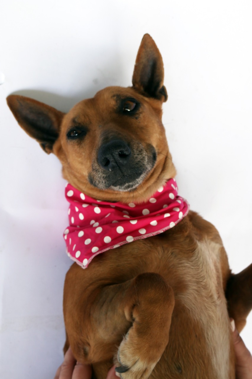 Local aceita doações de roupas, cobertas, caminhas, brinquedos e potinhos para alimentação dos cães