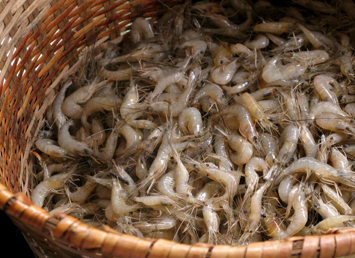 Trabalhadores da pesca artesanal também entregam encomendas em domicílio. Atividade é exercida até 30 de maio