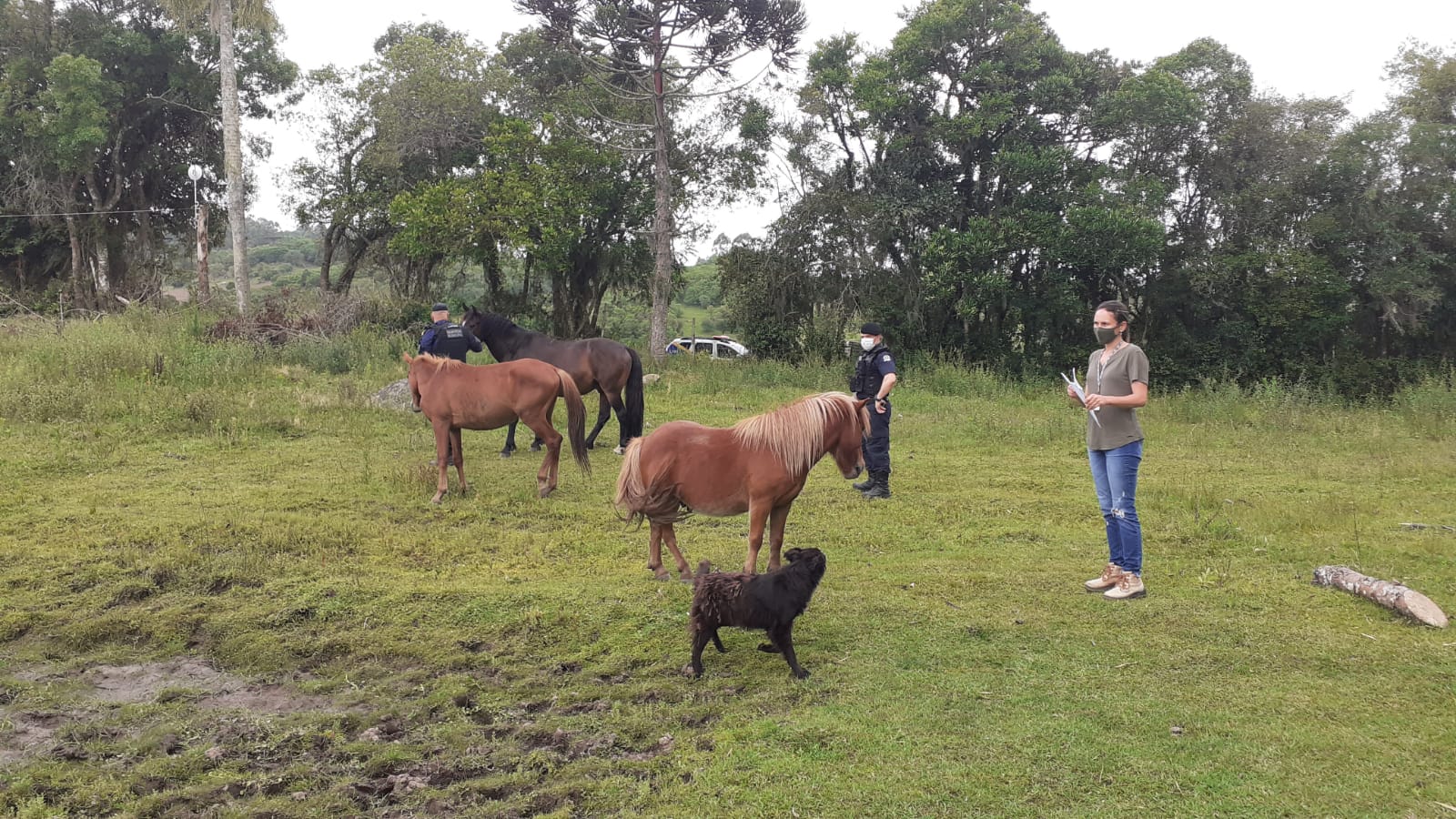 Cavalos estão à disposição de agricultores interessados. É preciso apresentar o Modelo 15, para comprovar condição de produtor rural, e documento de identidade