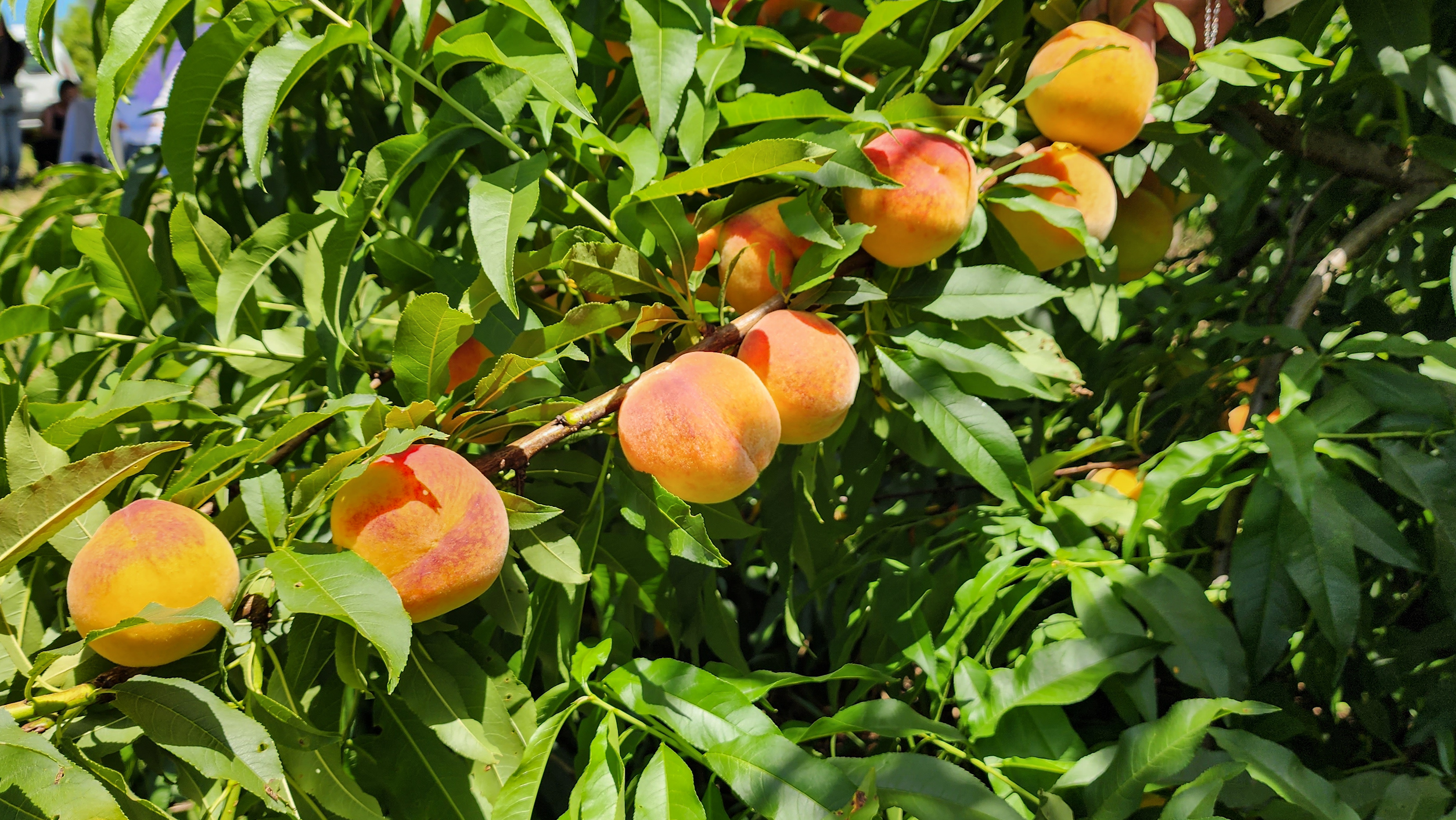 Desta sexta-feira (21) até o dia 6 de dezembro, a fruta chega diretamente dos pomares às ruas da cidade. Domingo (23) é o dia da Festa Municipal do Pêssego