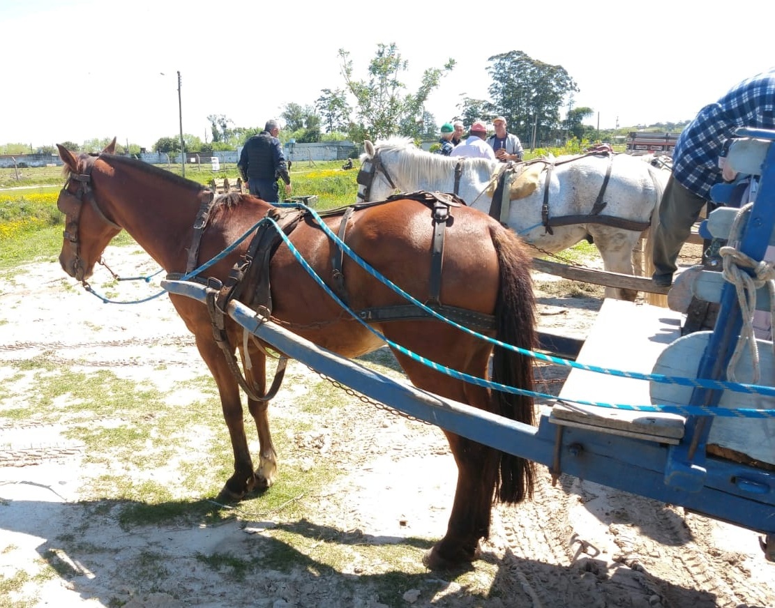 Equipes circularam pelo município nesta quarta e quinta-feira, atendendo também a denúncias