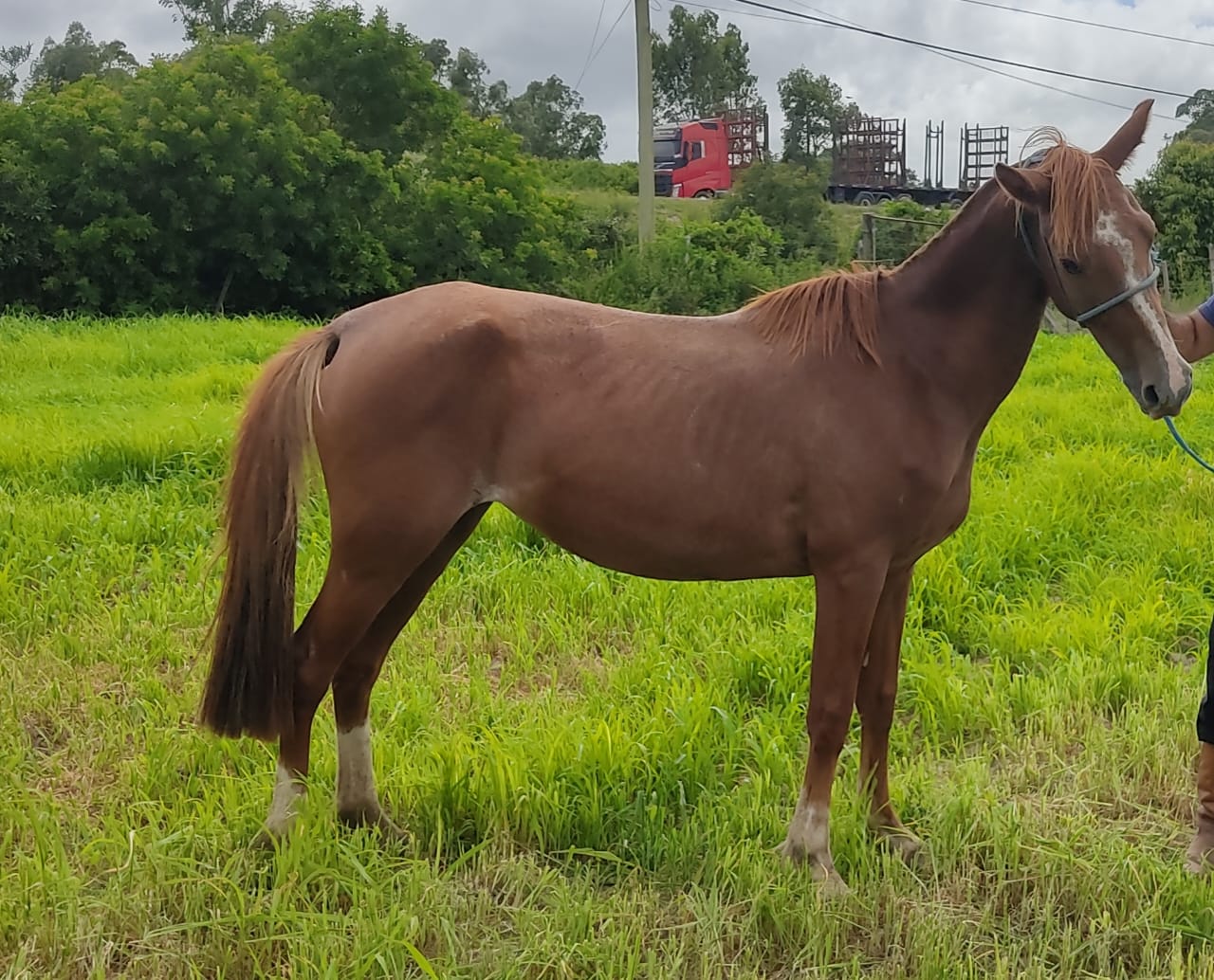 Dez éguas e dois cavalos estão disponíveis para novos donos