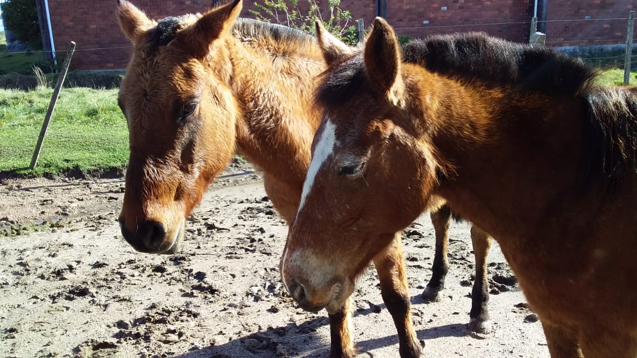 Equinos foram encaminhados à Hospedaria de Grandes Animais e ao Hospital Veterinário para tratamento