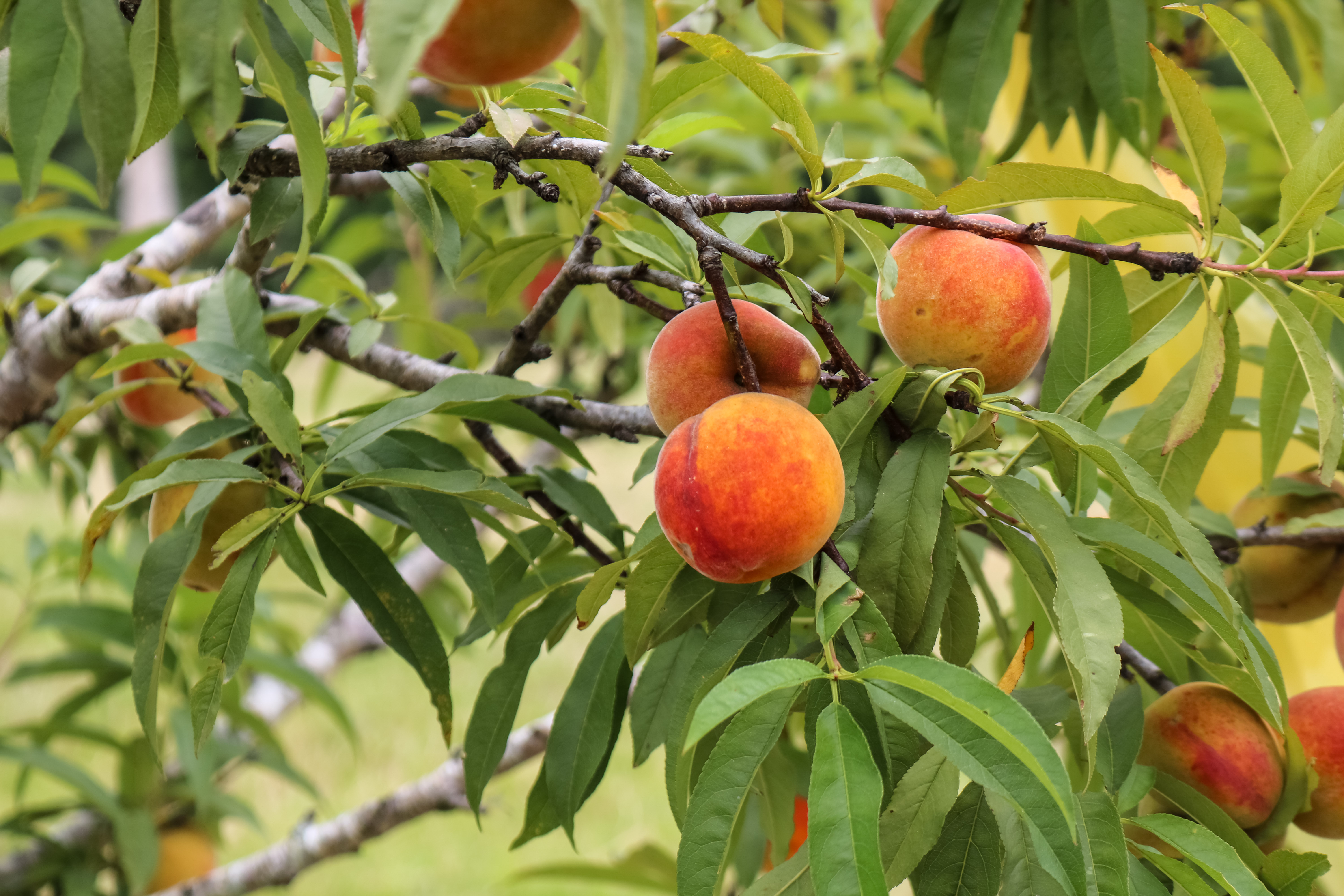 Atraso no amadurecimento da fruta leva organizadores a decidirem pela prorrogação do início do período