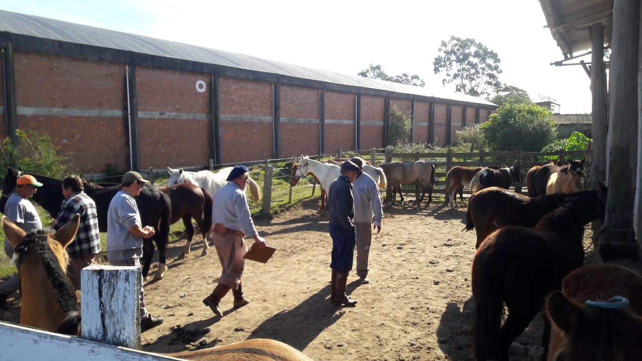 Após receberam cuidados na Hospedaria Municipal, os cavalos ganharam novos lares