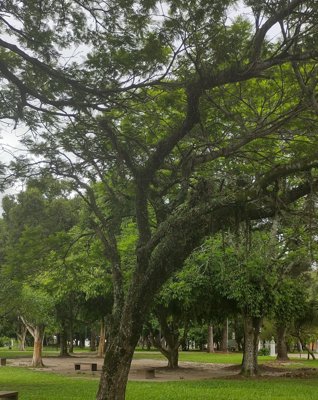 Pela primeira vez no município, evento vai abordar, na quinta e sexta-feira (21 e 22), temas relacionados à arborização do Estado. Inscrições estão abertas