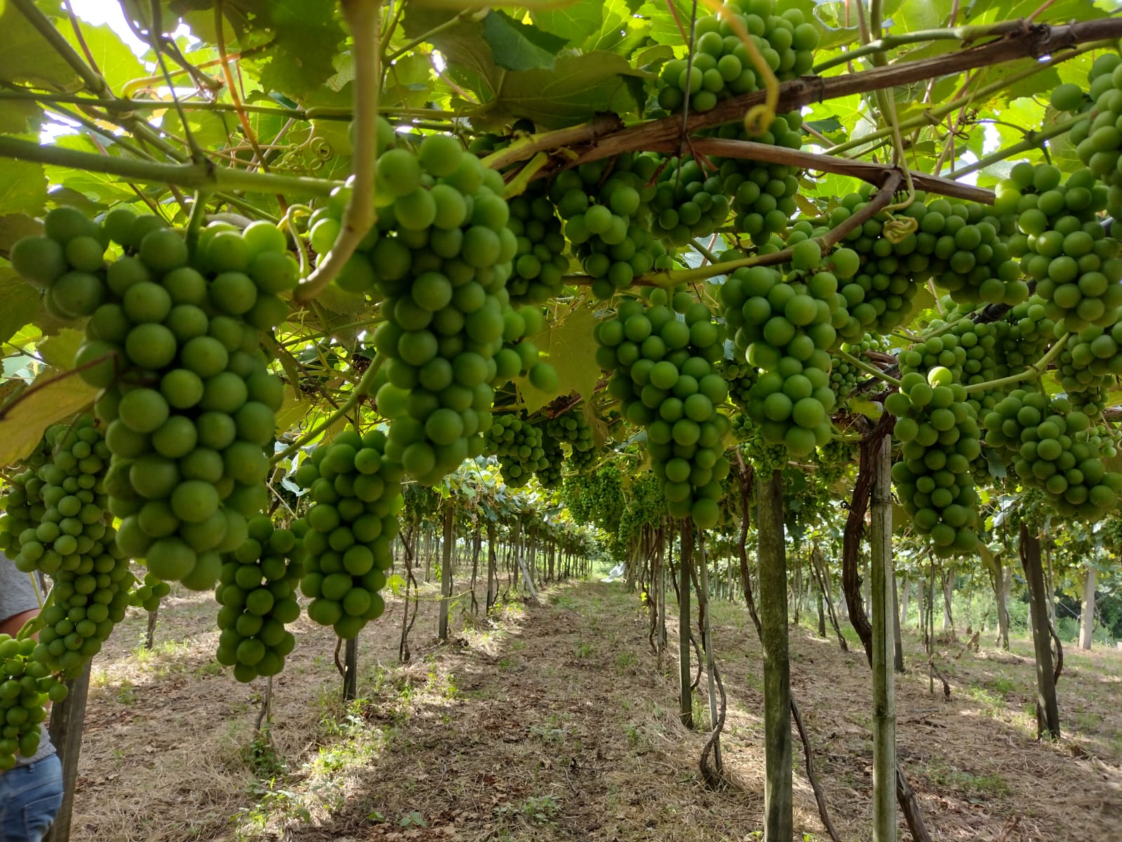 Pomares dão condições para que a venda direta do produtor ao consumidor continue na cidade