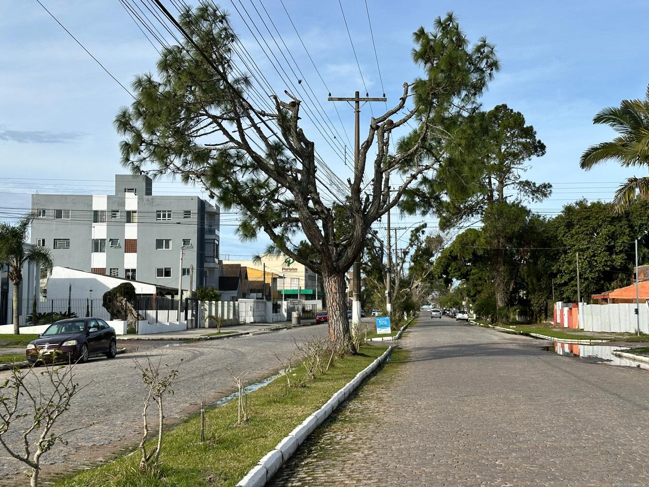 Manejo na Avenida Rio Grande do Sul visa garantir segurança e qualificação da paisagem
