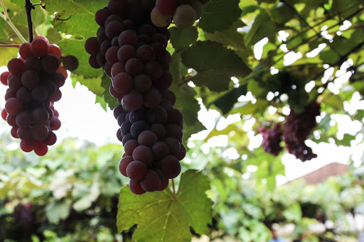 Dia 15, às 11h, no Largo Edmar Fetter, será lançada a Feira de Uvas de Pelotas, que se estenderá até o dia 24