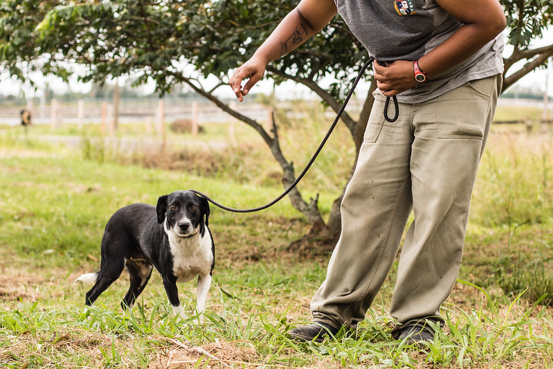 Em busca de famílias adotivas, abrigos administrados pela Prefeitura possuem, provisoriamente, cães e gatos