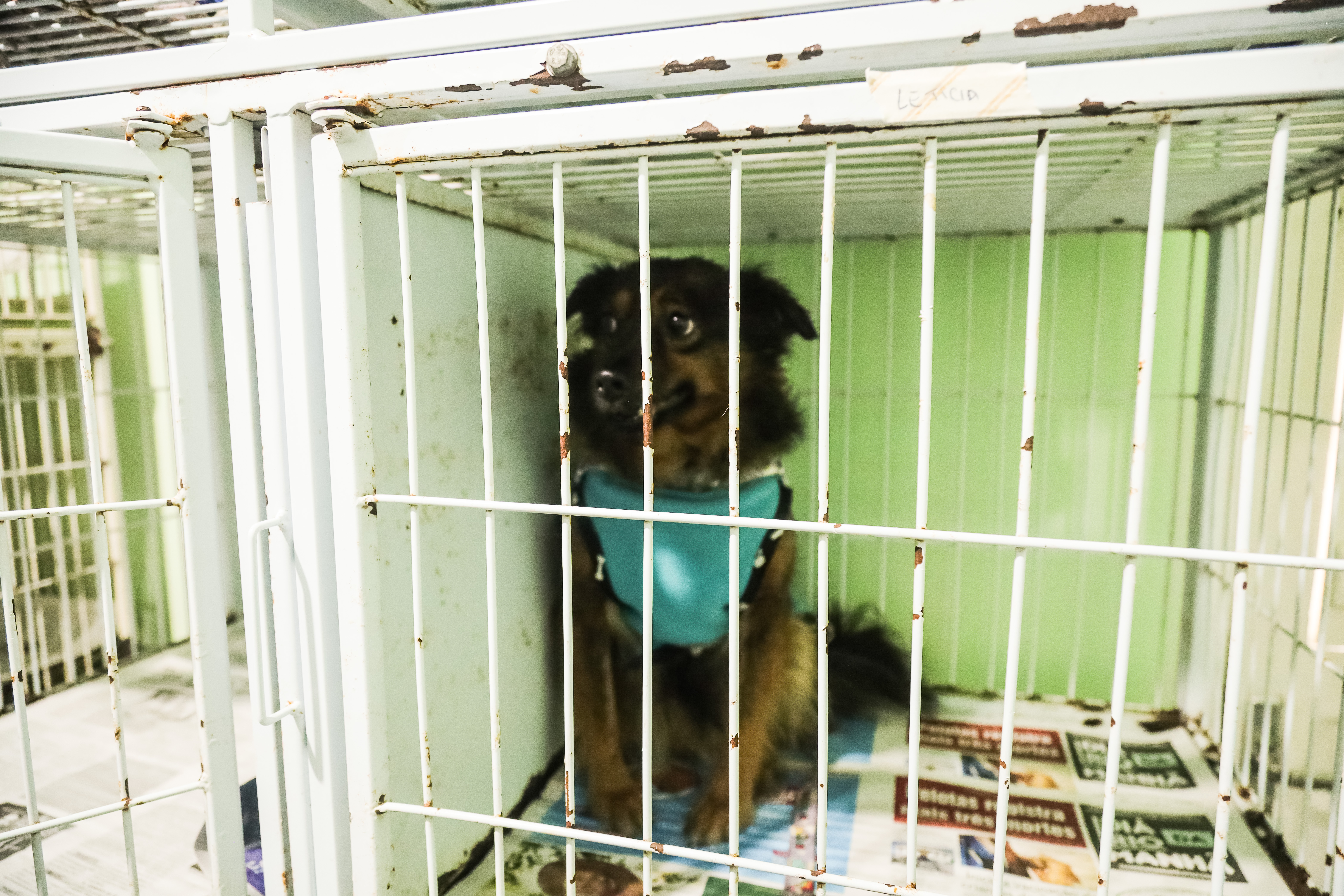 Até sexta-feira (9), 419 cães e gatos foram esterilizados via Programa Municipal de Castração