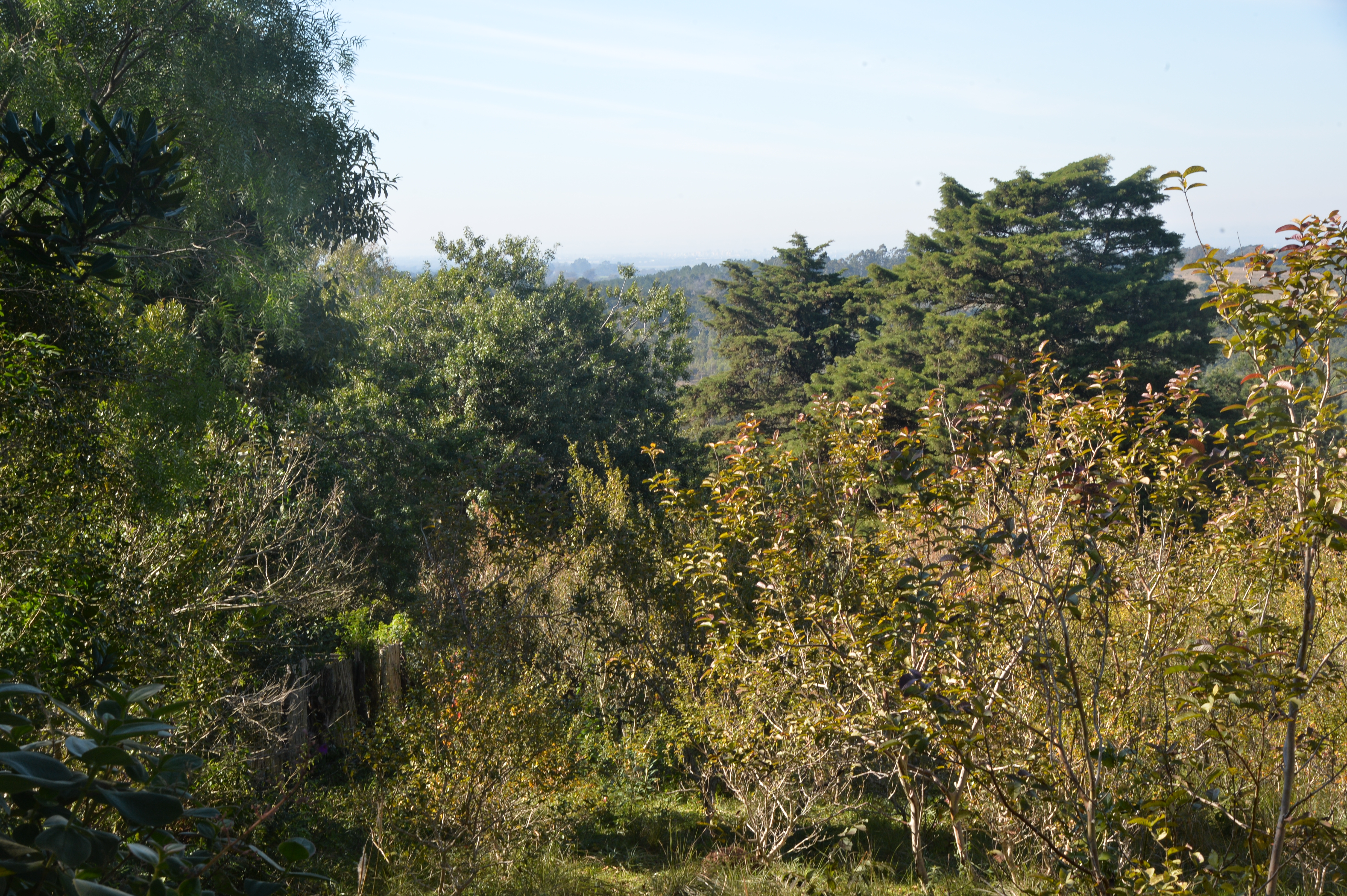 Supressão de vegetação nativa estava atrelada à adesão do Município ao Sinaflor
