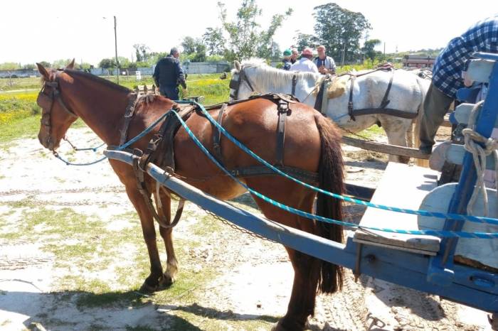 Secretaria de Transporte e Trânsito faz mutirão com atendimento de charreteiros na sede e nos bairros