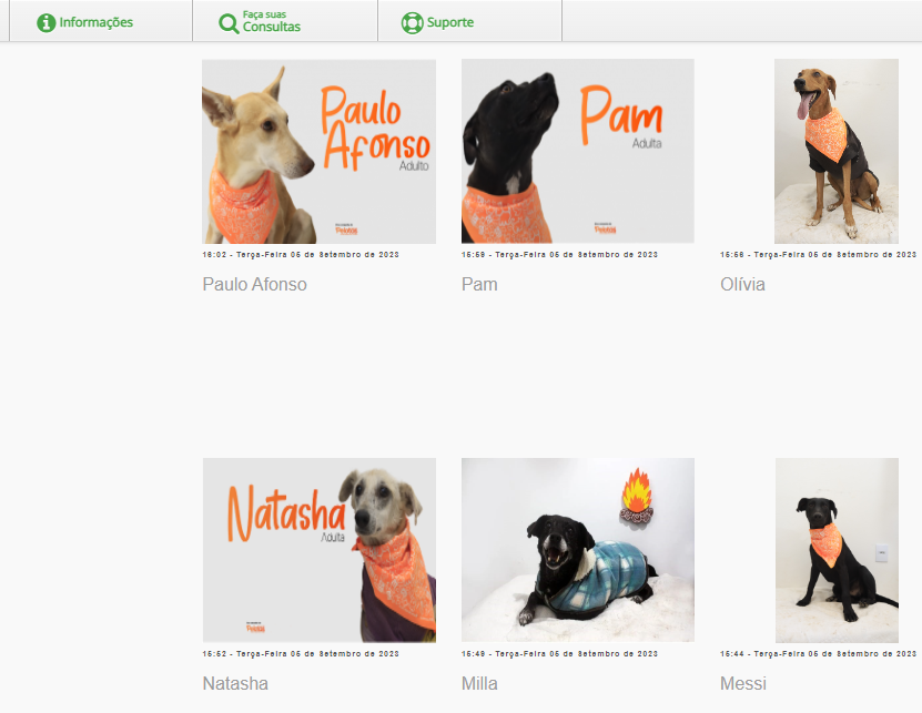 No sistema online da SQA, os adotantes podem visualizar fotos e todas as informações sobre os cães que aguardam um lar. A iniciativa integra a segunda fase da campanha Todo Caramelo é Doce