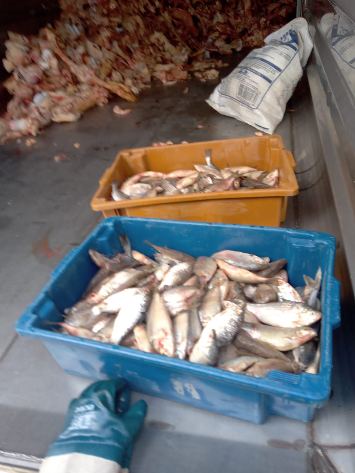 Mais de 58kg de pescado foram recolhidos pela Vigilância Sanitária