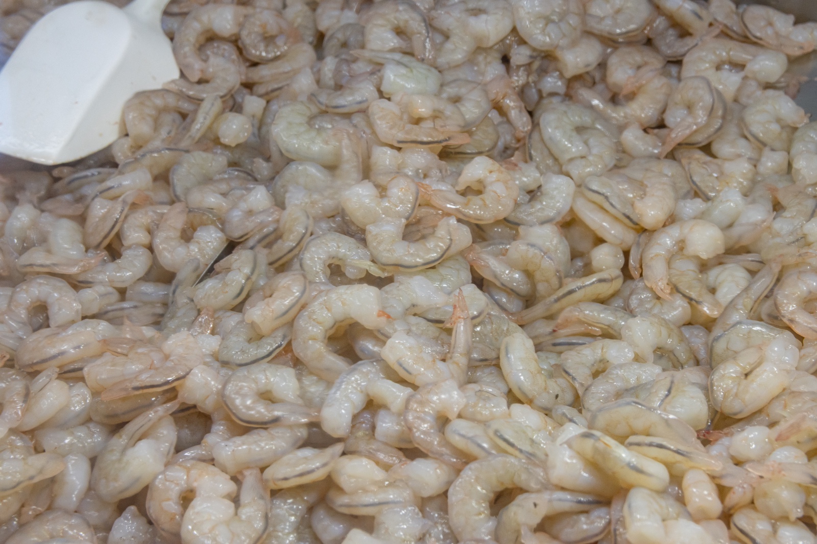 Em Pelotas, pescadores aguardam que a Lagoa dos Patos traga a maré baixa para que ocorra uma boa temporada