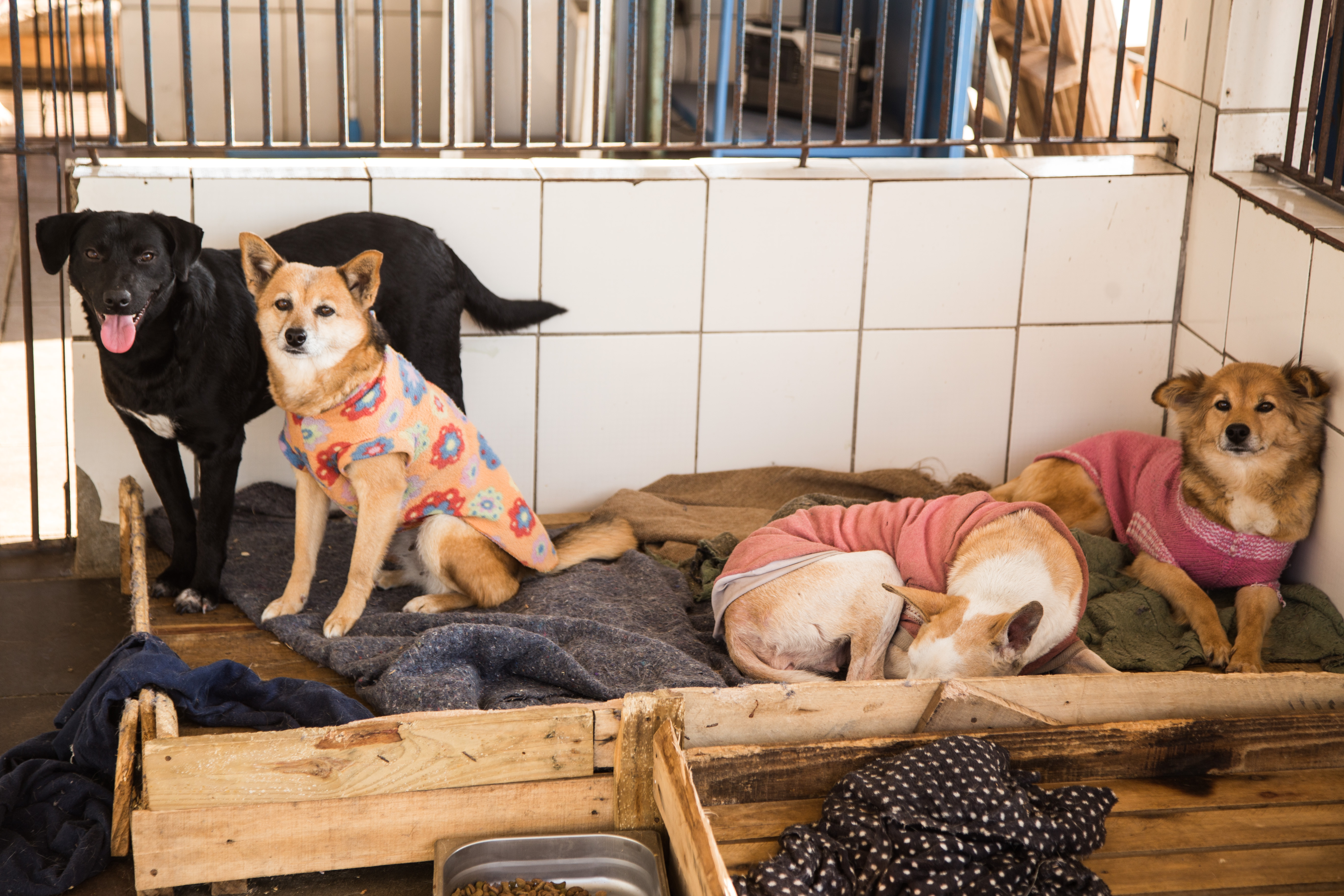 Os animais podem ser visitados de segunda a sexta-feira, das 9h às 11h30min e das 13h30min às 17h, e aos sábados, das 10h às 16h