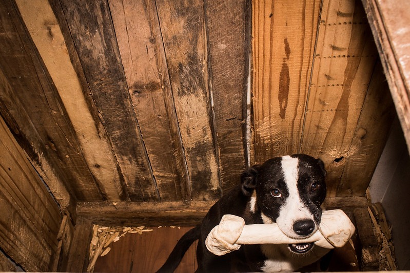 A intenção do projeto é auxiliar os protetores independentes de animais durante a pandemia