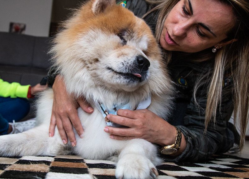 O cão da raça Chow Chow está com a família Costa desde o início da pandemia de Covid-19