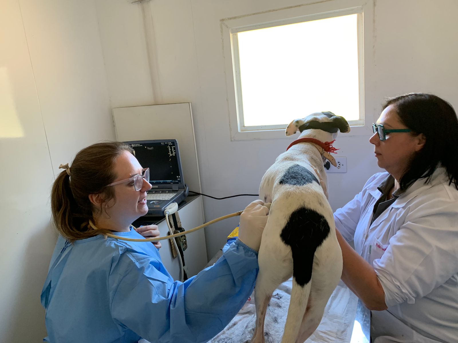 Evento na Associação Rural de Pelotas contará com cerca de 20 cães, com menos de seis meses, resgatados na enchente, disponíveis para adoção