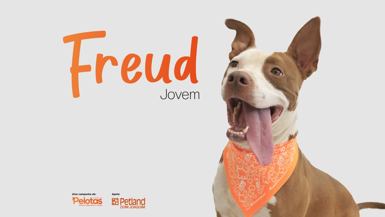 Com a campanha Todo Caramelo é Doce, oito cães foram adotados, além de outros 18 desde o início do ano