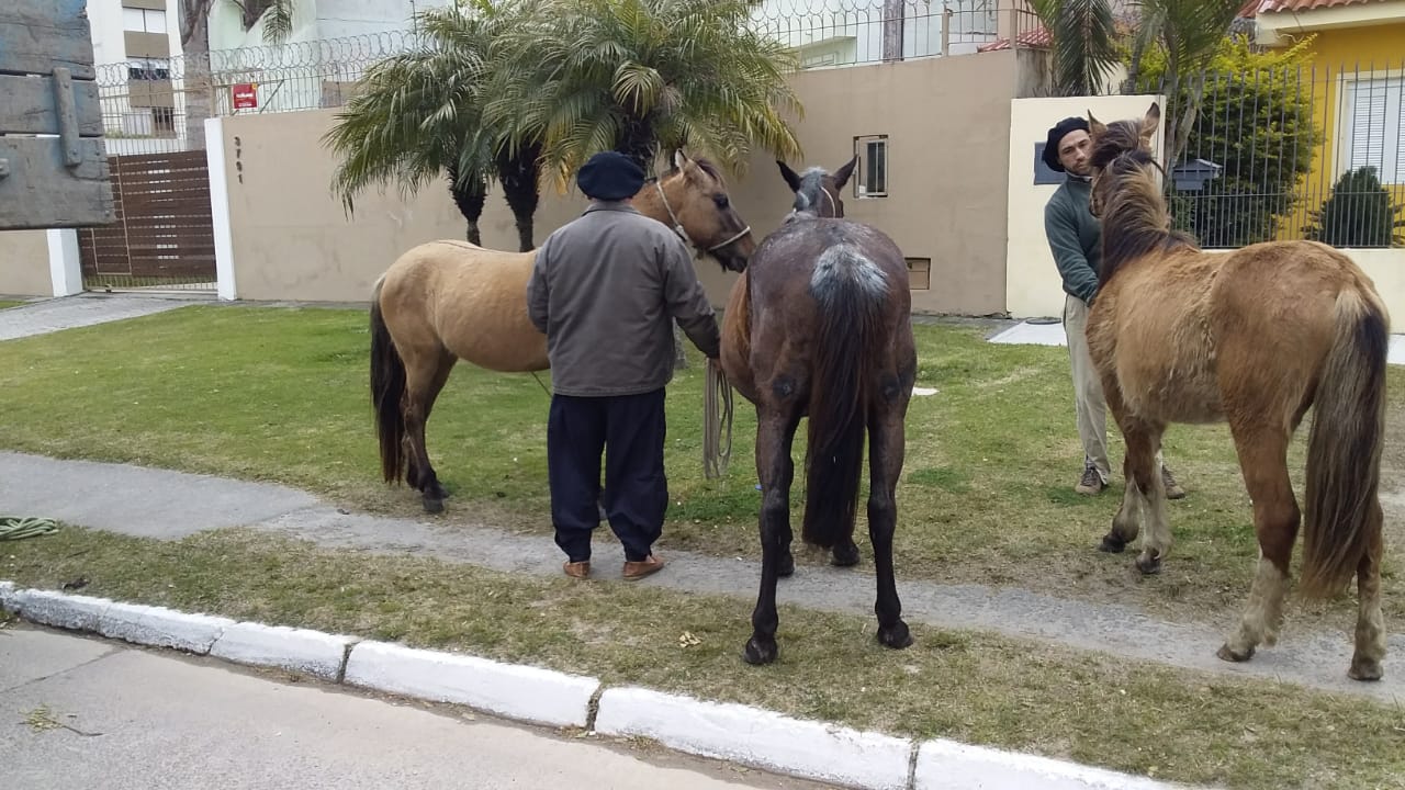 Animais soltos e maltratados foram encaminhados à Hospedaria Municipal e ao Hospital Veterinário para receberem cuidados