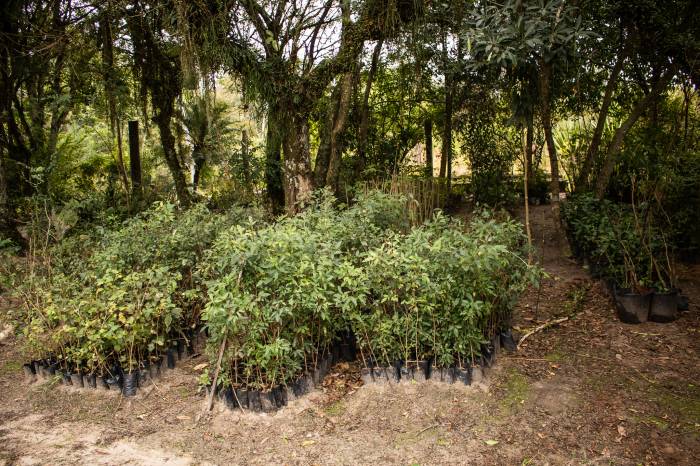 As retiradas serão estabelecidas por cronograma e a entrega será na sede da Secretaria de Qualidade Ambiental