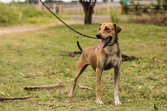Os animais, de diversos portes, podem ser visitados diariamente na sede localizada na BR-392, km 71, ao lado da Hospedaria de Grandes Animais