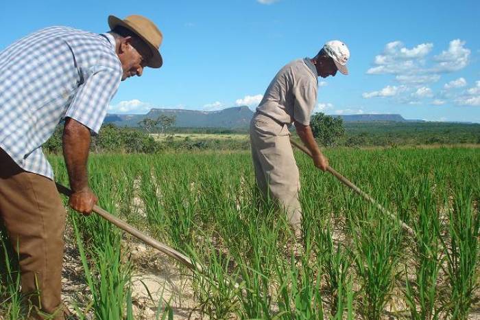 Levantamento Sistemático da Produção Agrícola é projeto tratado com assiduidade pelo Instituto