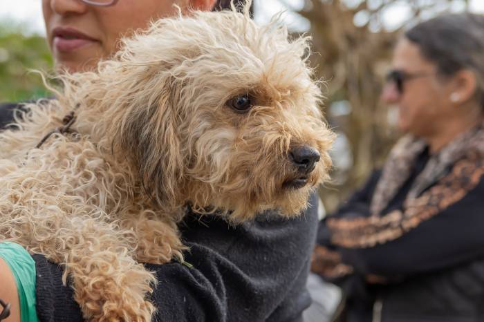 Os recursos destinam-se exclusivamente para a realização de castração e microchipagem de cães e gatos