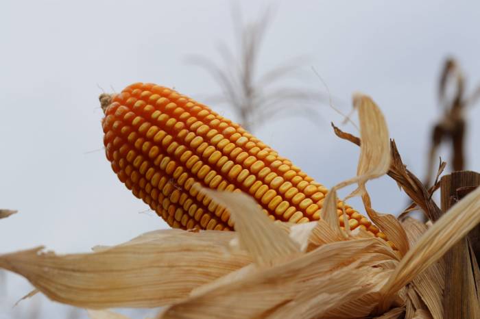 Número de agricultores inscritos no programa (antigo Troca-Troca) atingiu o limite previsto para o município antes do prazo final de inscrição