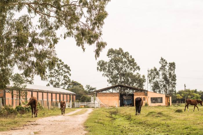 Para recuperar o animal recolhido das ruas pela Prefeitura, dono precisa pagar uma URM mais taxa de diárias