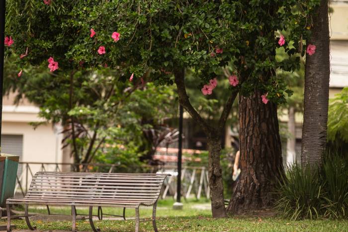 Ação inicia dia 10 de fevereiro a fim de prolongar o tempo de vida das árvores