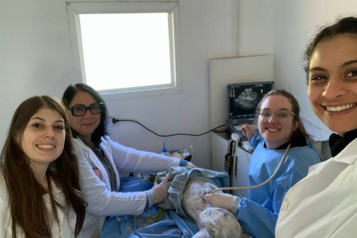 Parceria entre Prefeitura, Universidade Federal de Pelotas e Universidade Federal de Santa Maria permite avaliação com ultrassom abdominal e posterior encaminhamento para cirurgia
