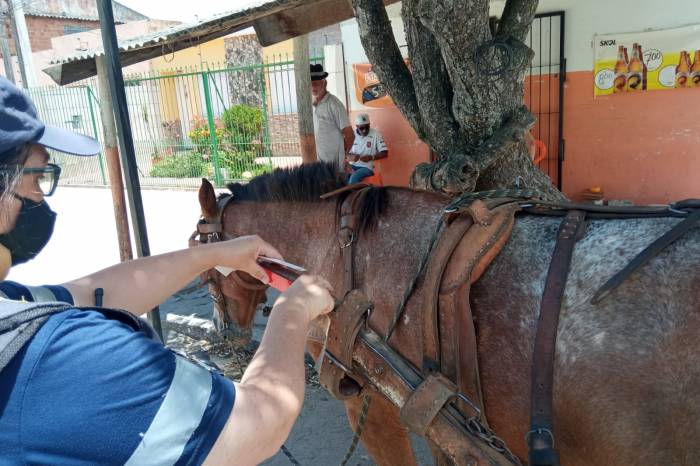 Ação ocorreu na quarta-feira (8), no Fragata. Oito veículos foram fiscalizados e dez animais tiveram as condições verificadas pelas equipes