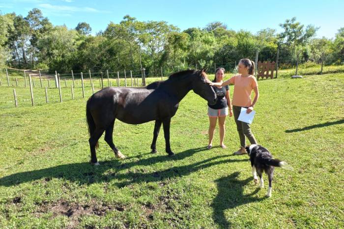Animais estão na Hospedaria à disposição de interessados. É preciso ser produtor rural para adotar um cavalo