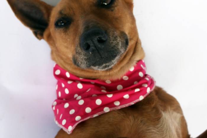 Local aceita doações de roupas, cobertas, caminhas, brinquedos e potinhos para alimentação dos cães